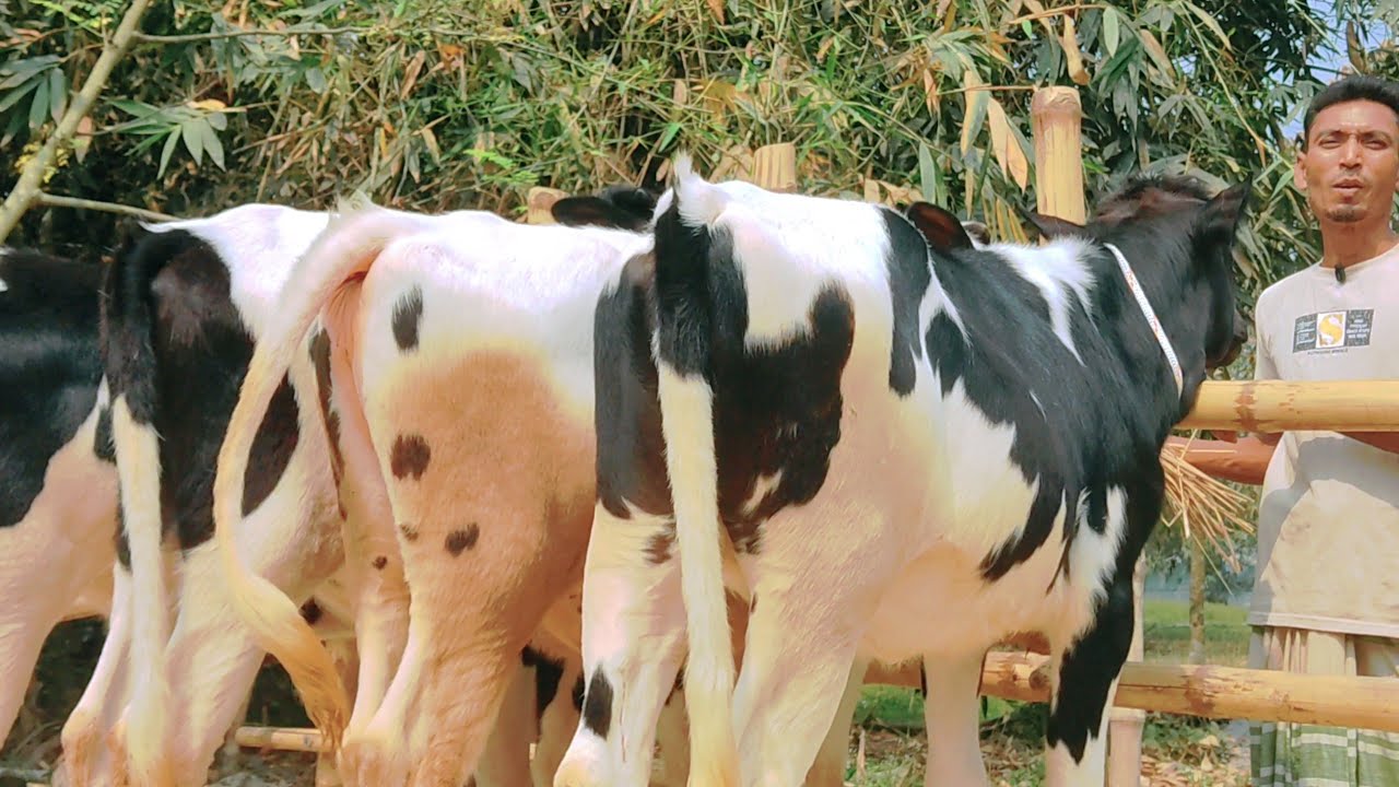 সুপার কোয়ালিটি ফ্রিজিয়ান গরু ক্রয় করুন সীমিত মূল্যে বাবু ডেইরি ফার্মে  #গরুর_বাজার_বিডি