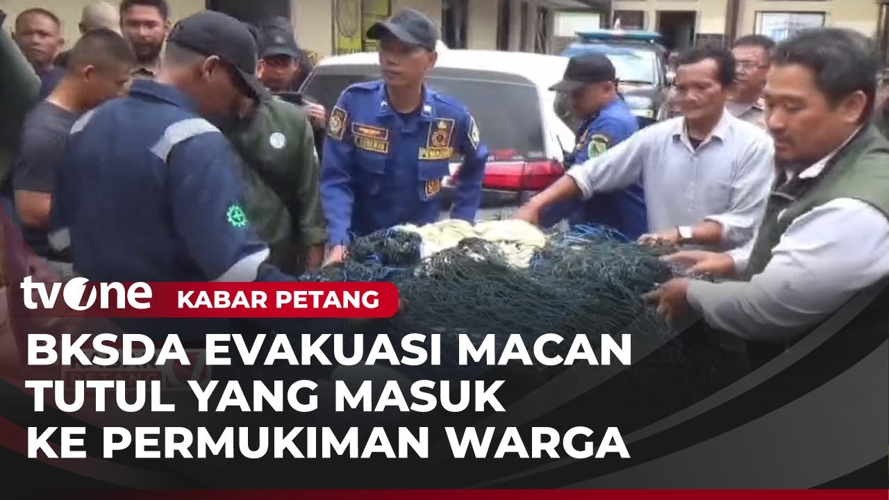 Macan Tutul yang Masuk ke Permukiman Warga Dievakuasi Petugas BKSDA | Kabar Petang