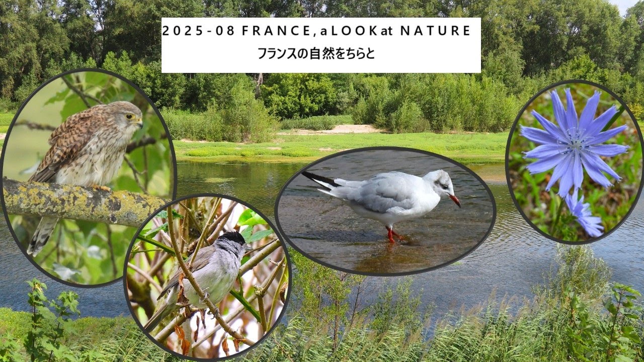 2025-08 France, nature-フランスの自然をちらと