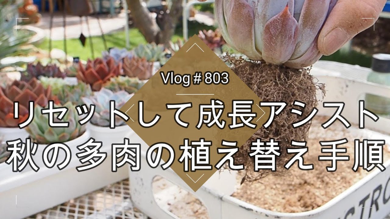 【Vlog803】【多肉植物】リセットして成長アシスト🌱秋の多肉の植え替え手順【植え替え・葉挿し・挿し木】
