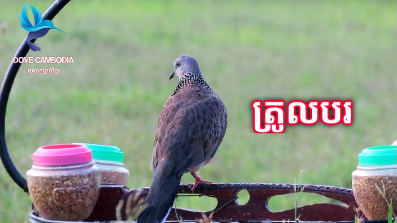 លលកធ្នាក់ ជុងលលកតម្លៃ45000៛ 015 70 74 81 Bird Trap