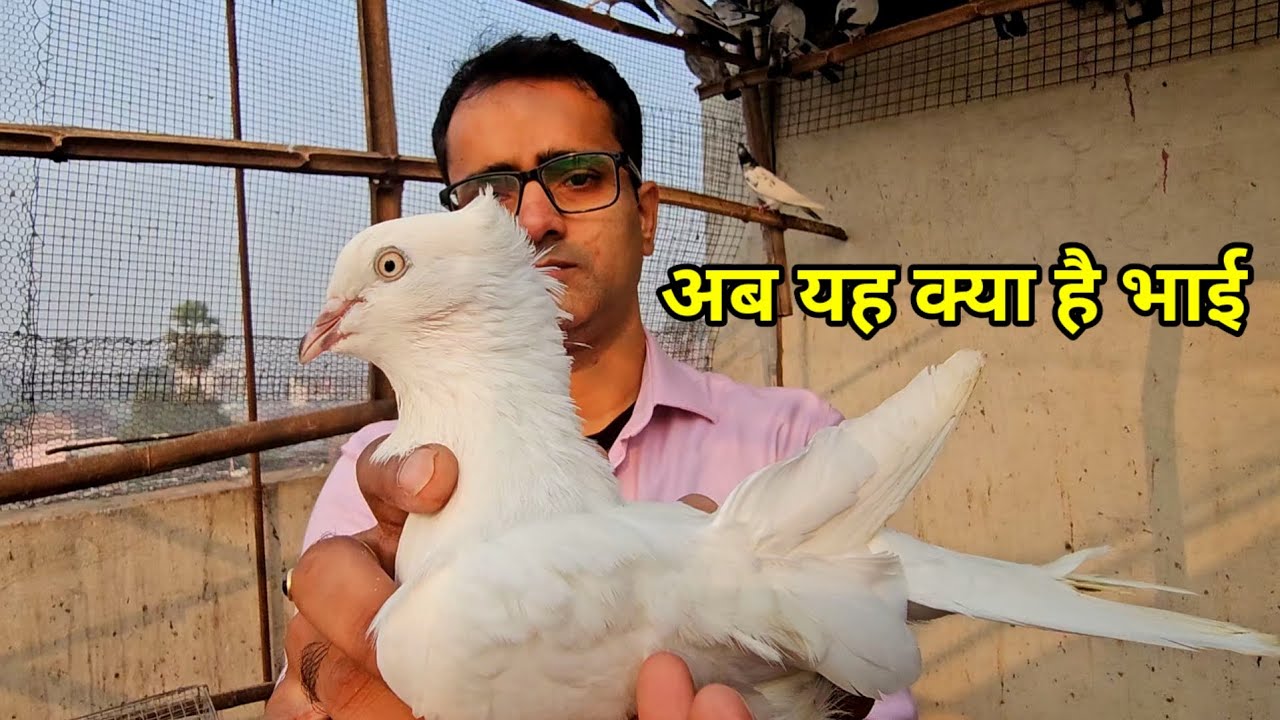 अब यह क्या ले आये भय्या जी ! High Flyer Pigeon  ! Bharat Youth Flying Pigeon Patna Bihar