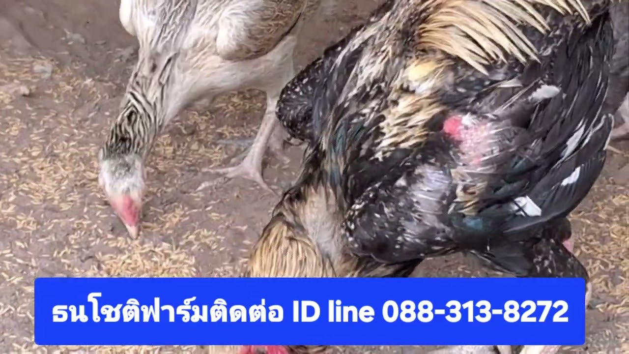 facebookธนโชติฟาร์มเพราะขยายสายพันธุ์ไก่ยักษ์บราซิลเลือดร้อยจ.มหาสารคาม088313 8272 ID line0883138272