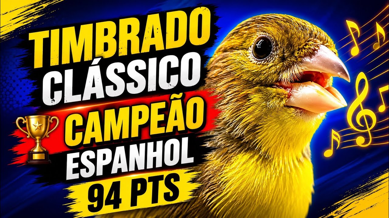 canto CLÁSSICO do canário TIMBRADO campeão ESPANHOL 2024