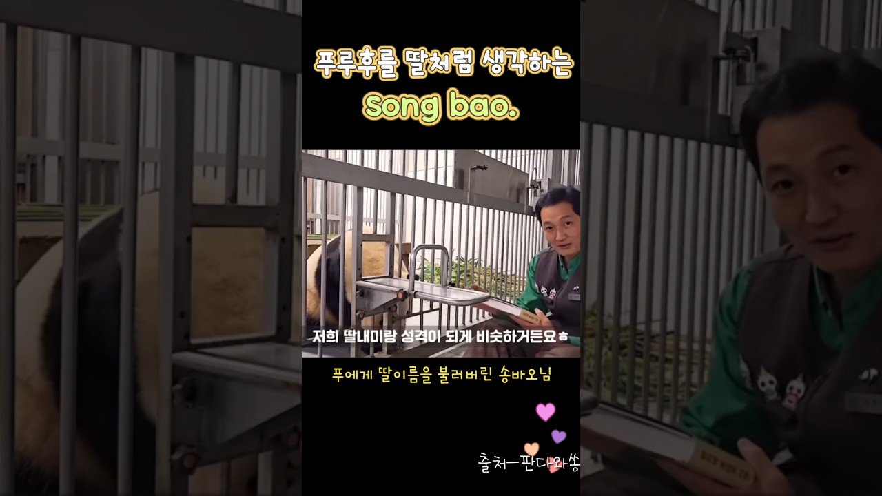 푸루후를 딸처럼 생각하는 송바오님🙂 #푸바오 #루이바오 #후이바오 #루이후이