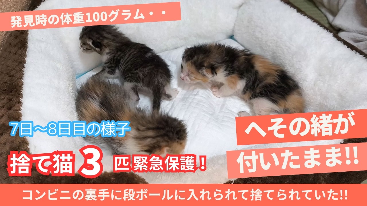 【保護猫 子猫】7日～8日目の様子　へその緒が付いている子猫を保護。コンビニ裏手に捨てられて低体温で発見・保護された子猫