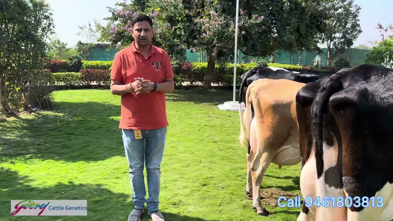 60 Kg cows at Godrej Farm