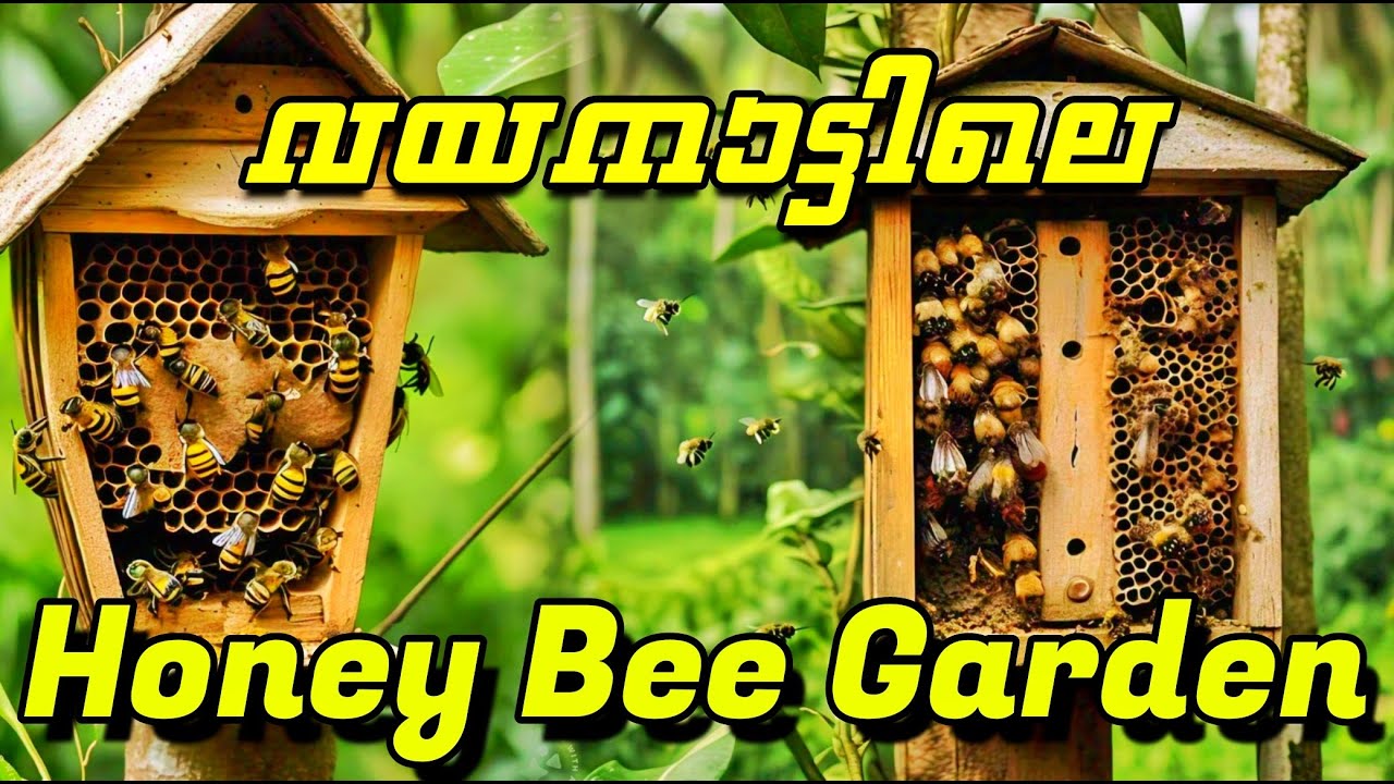 വയനാട്ടിലെ Honey Bee Garden കാണാം || HONEY BEE GARDEN WAYANAD 🐝