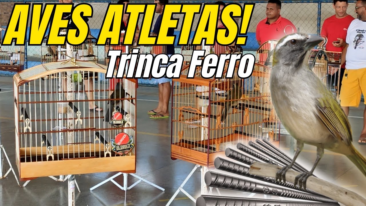 CONHEÇAM COMO FUNCIONA UMA RODA DE TRINCA FERRO! AVES DE TORNEIO