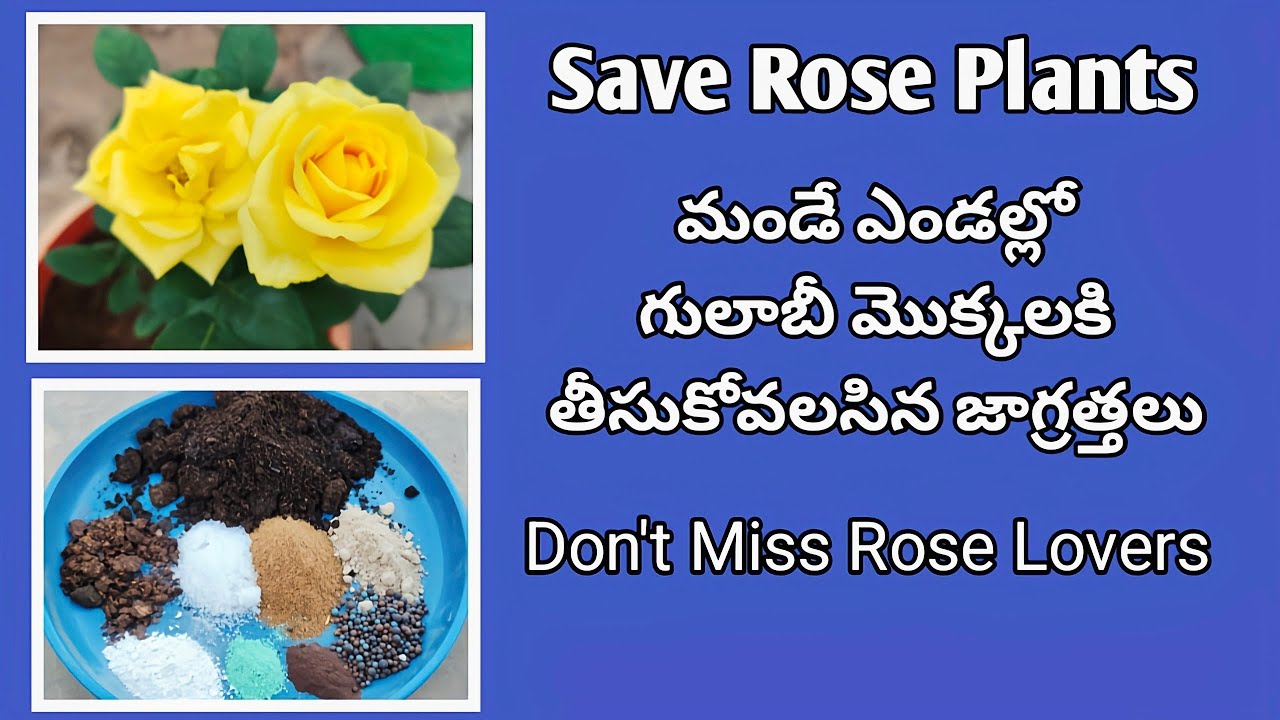 మండే ఎండల్లో గులాబీ మొక్కలకి తీసుకోవాల్సిన జాగ్రత్తలు|how to save Rose plants @MokkalathoManam