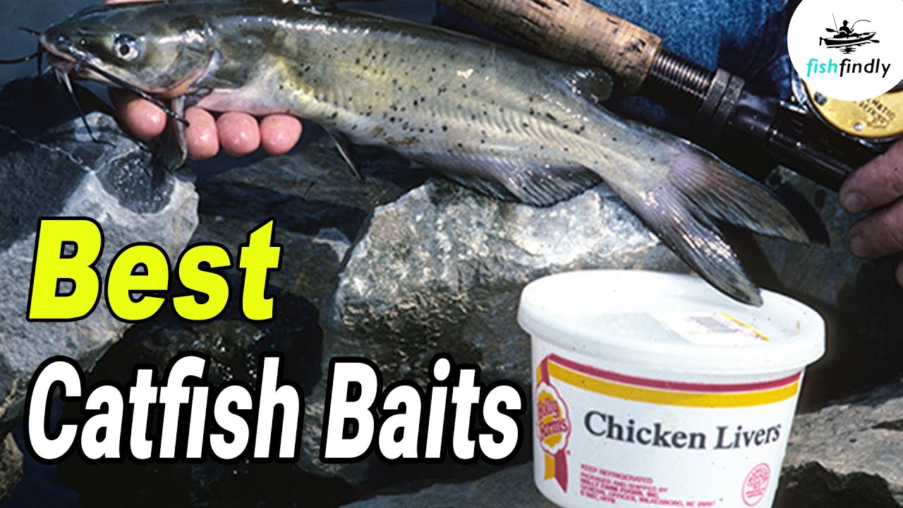Best Catfish Baits In 2020 – Step By Step Comparison!