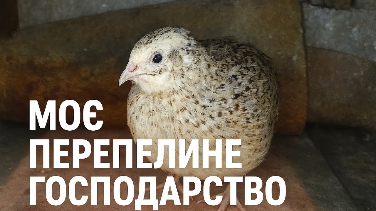 Скільки перепілок у мене і як я їх тримаю
