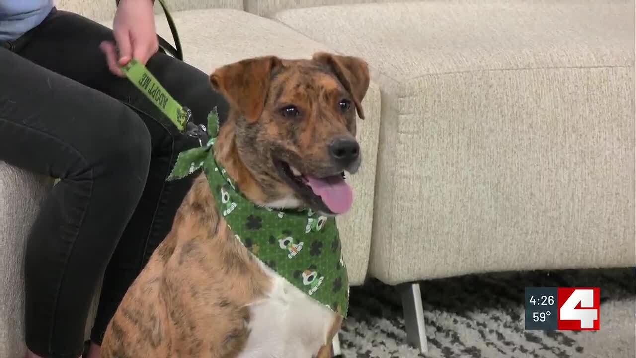 Pet of the Week: Honey