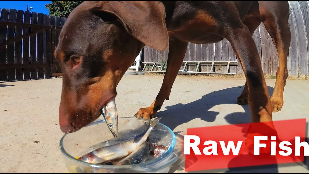 Doberman Eating Raw Mackerel Pike and Sardine