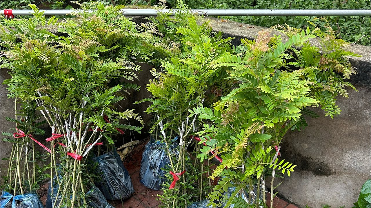 Bồ kết ghép - cây giống chuẩn 100% cho ra hoa quả bói sau 2 đến 3 năm trồng