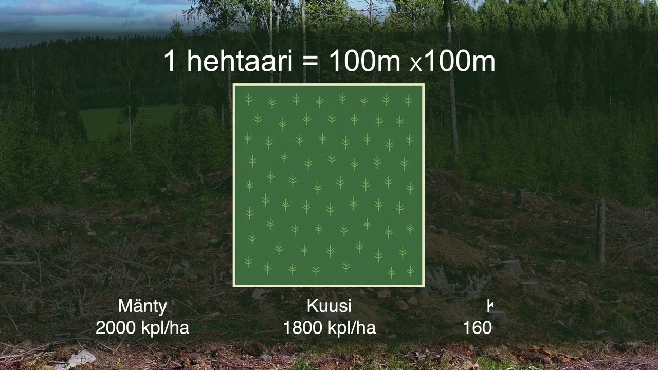 Uuden metsän alku