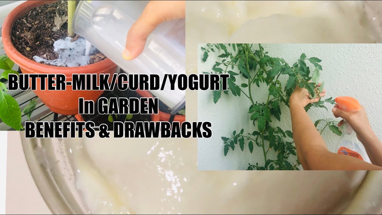 Using Buttermilk/ Yogurt/ Curd In Garden - Benefits & Drawbacks