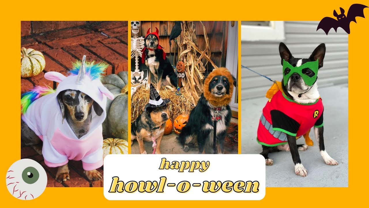 Funny Dogs: In Halloween Costumes 2020 🐶