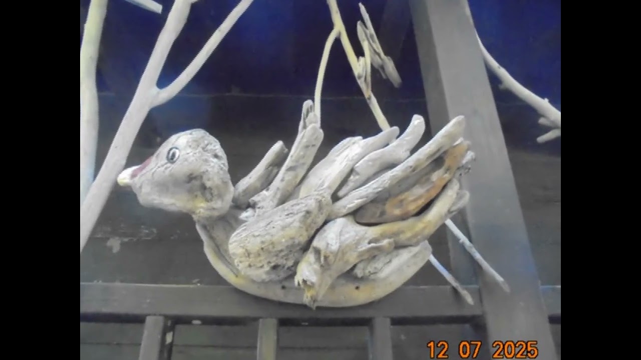 20251207關渡自然公園遊照+黃昏的故鄉