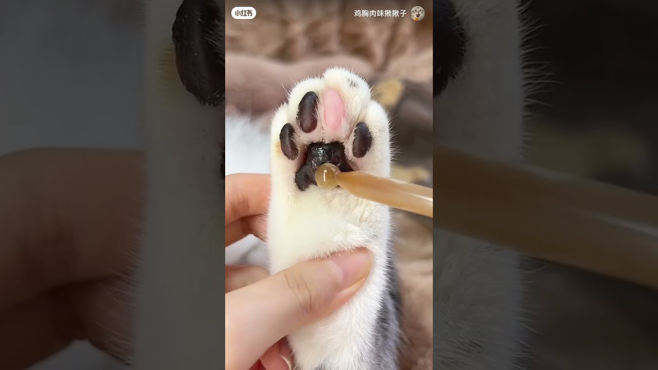 Kitty paw #pet  #cat #catlover #cats #catpaw #clean #cats #asmr #asmrsounds