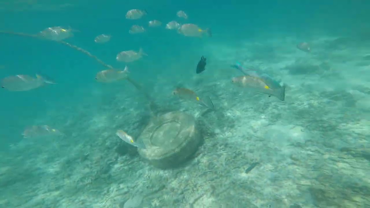 Snorkeling in Koh Tao , Thailand 💦💦💦