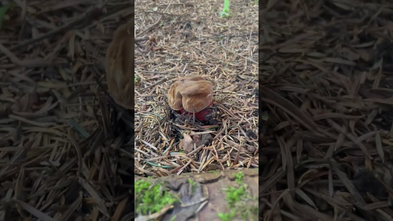 Plein de petits bouchons de bolets à pied à rouge 😍 12 septembre 2025 (Neoboletus erythropus)