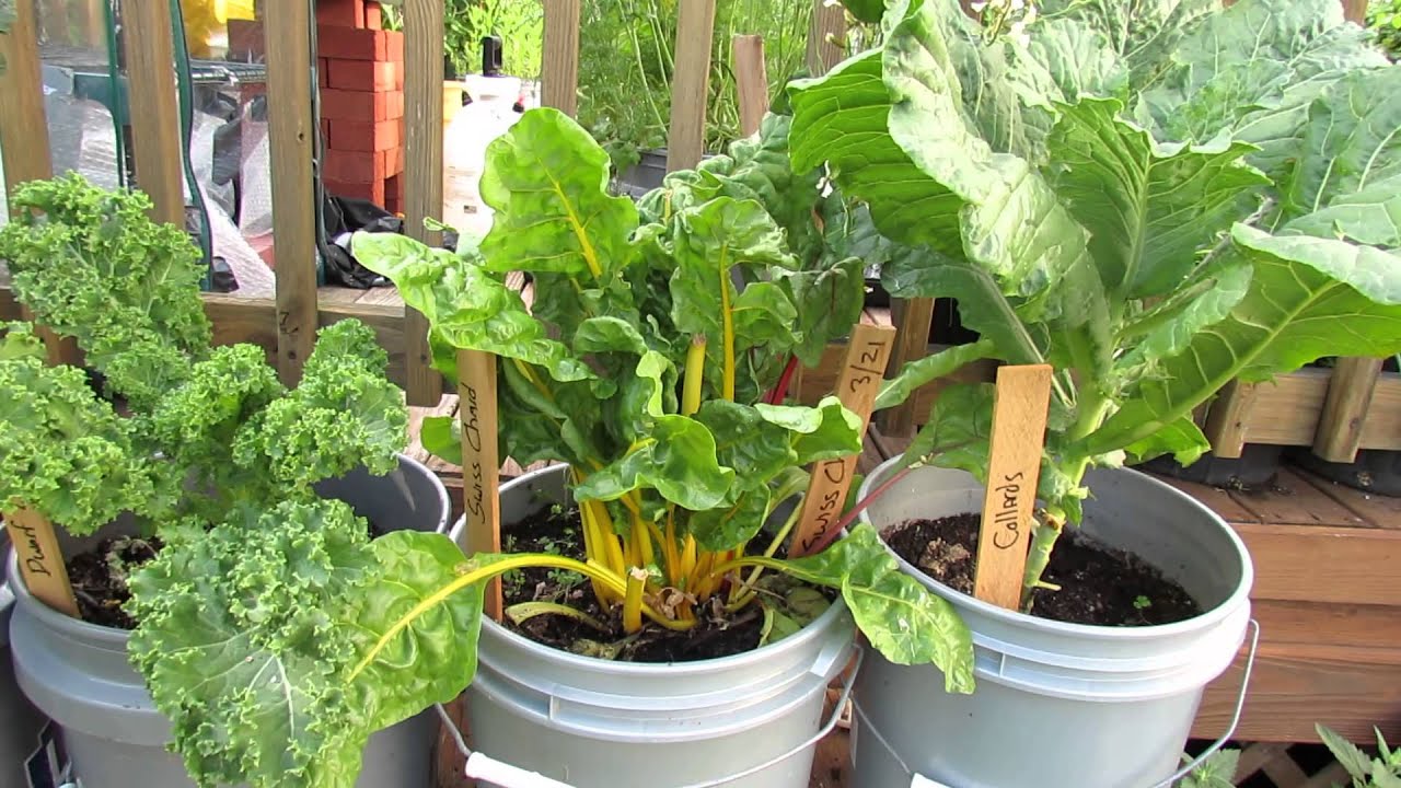 5 Gallon Container Plants (Full Size Examples): Kale, Chard, Peas, Lettuces & Tomatoes - TRG 2015