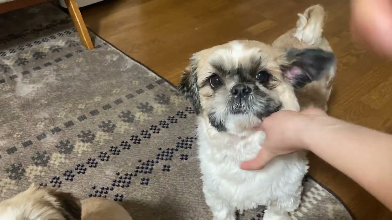 ブラッシングタイム✨れれ君再び💖part 2#シーズー大好き部 #シーズー #癒し #犬のいる生活 #可愛い #愛犬 #阿部寛#cute