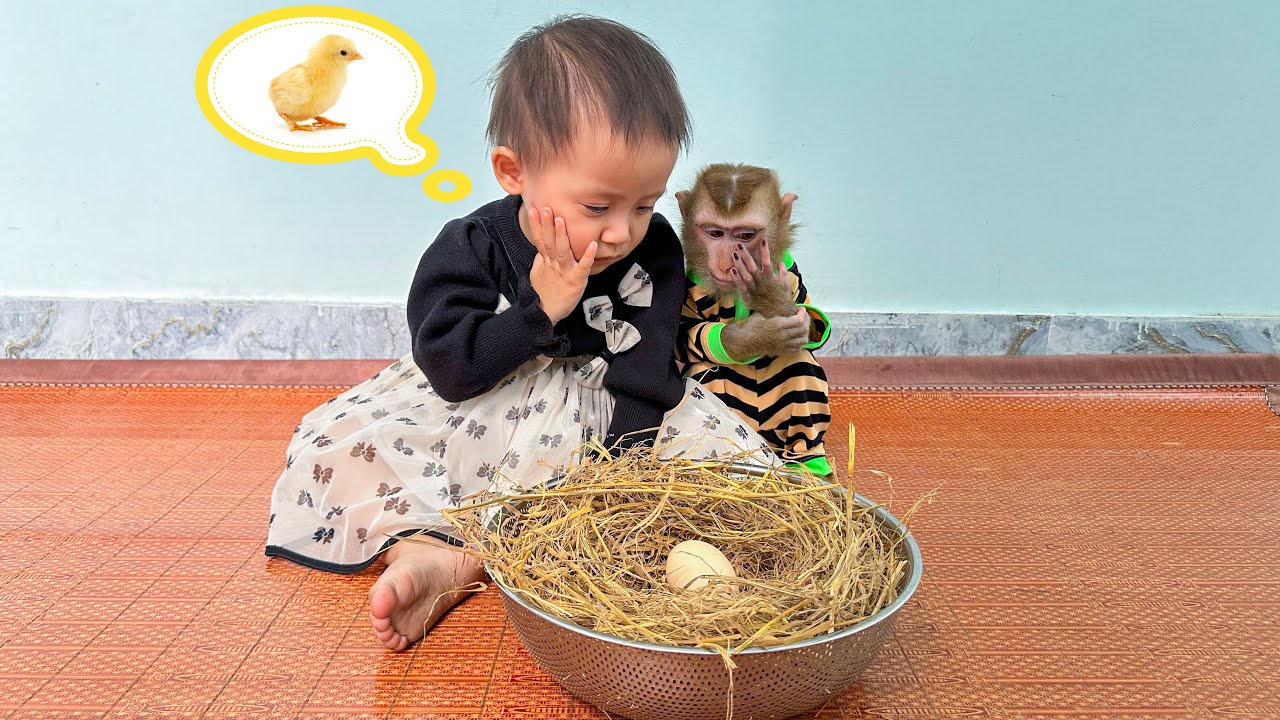 The funny results of the eggs that Diem and Monkey Kaka take care of