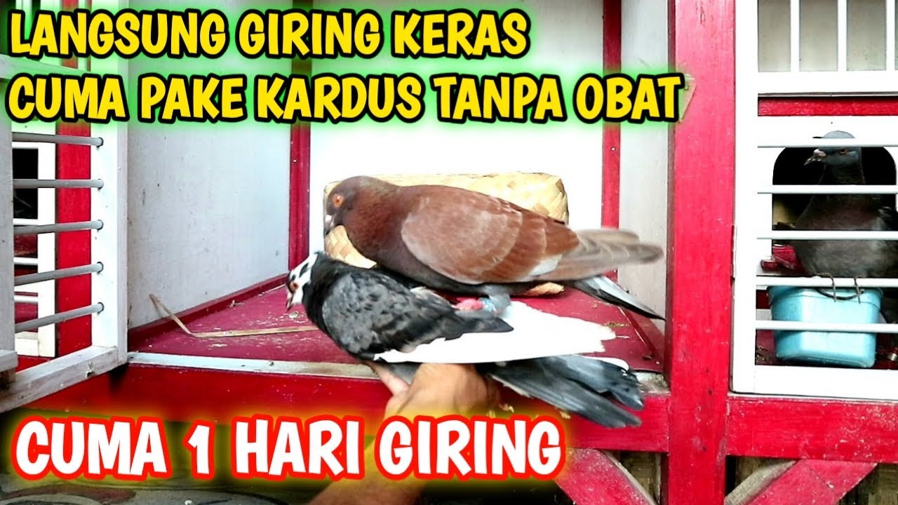 CARA CEPAT MENGGIRINGKAN MERPATI PAKE BESEK, SEHARI LANGSUNG GIRING KERAS