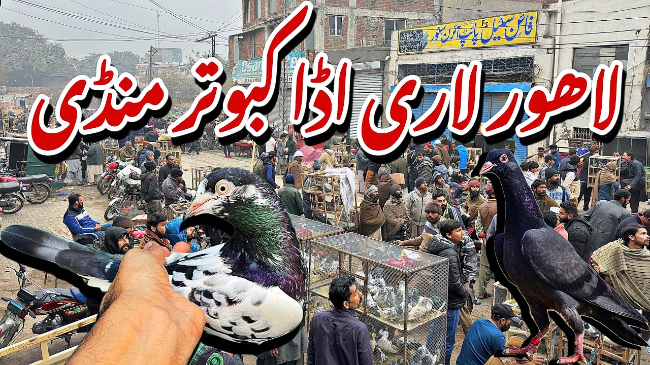 لاھور لاری اڈا کبوتر منڈی - Lahore Lari Adda Kabootar Mandi Latest Update