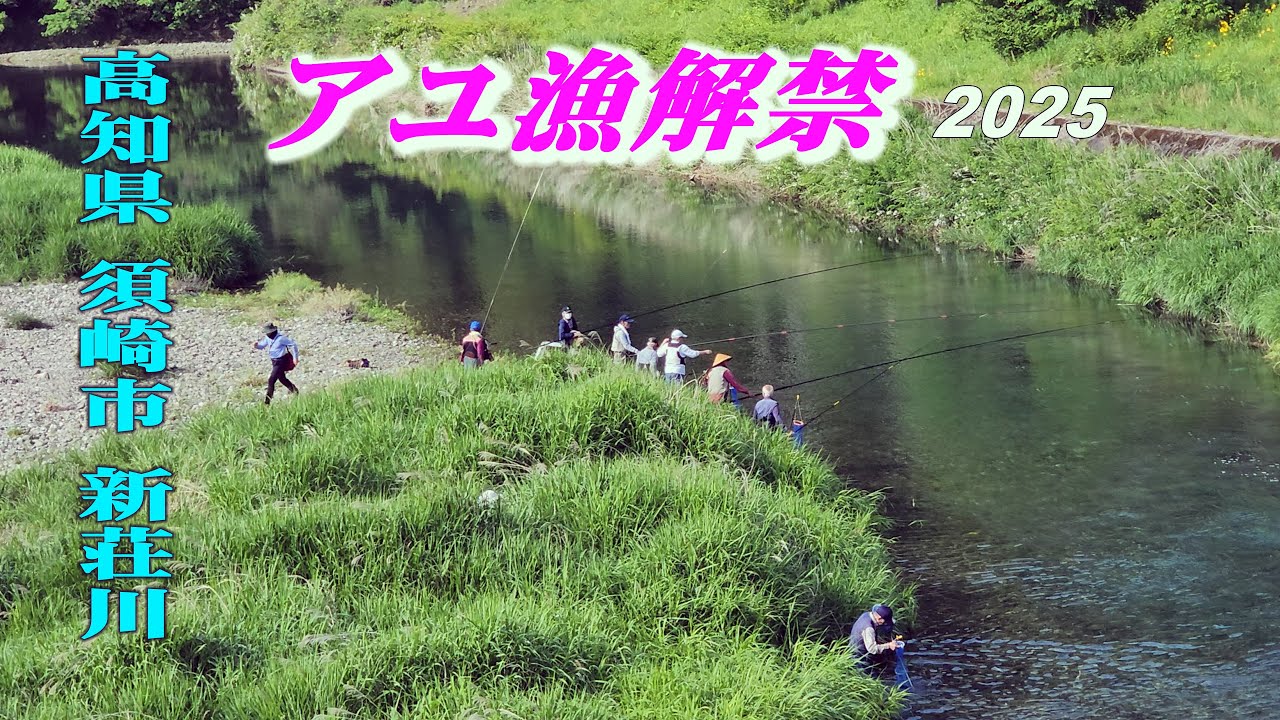 The Opening of the Ayu Fishing 2025,  待ちに待った【アユ漁解禁】しんじょう君の【新荘川】 (4K) 高知県須崎市