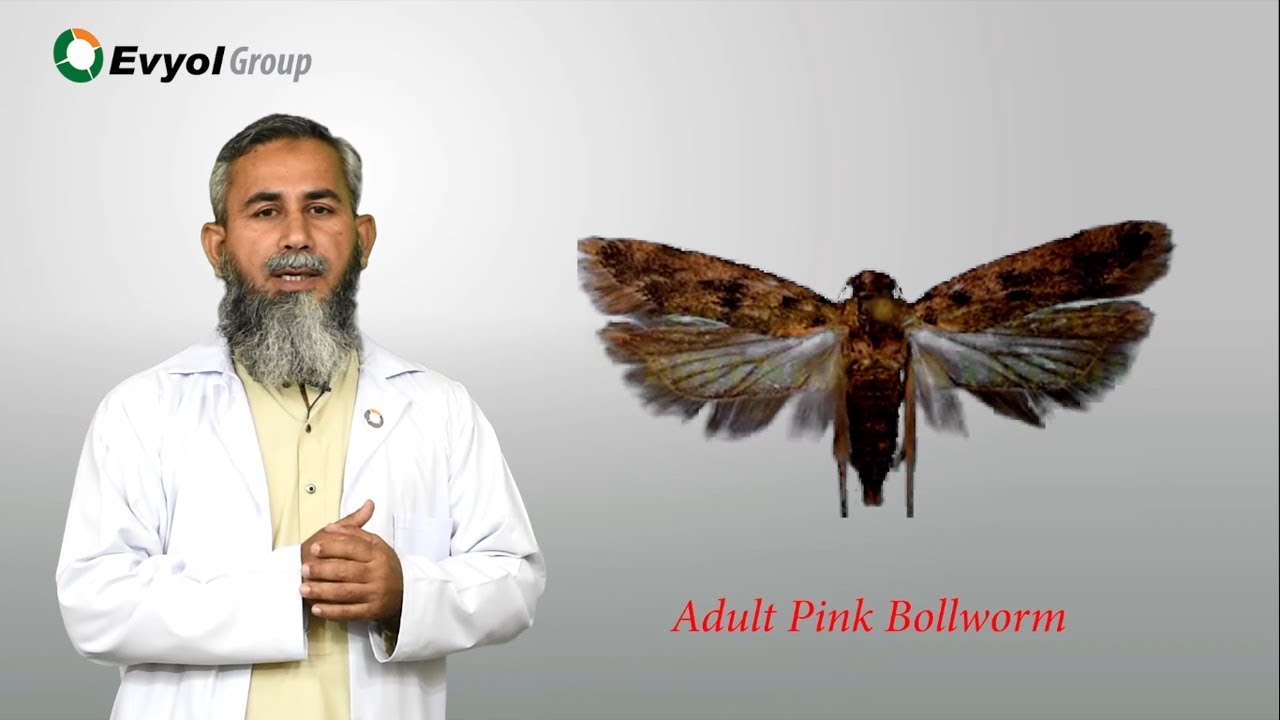 Pink Bollworm's life cycle, damage and management