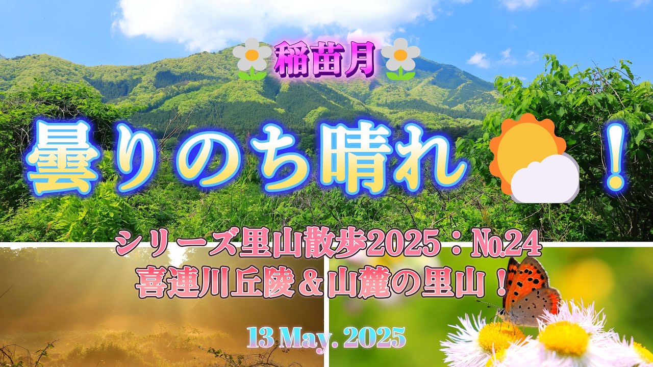 里山の朝と、新緑の深き森！2025№24