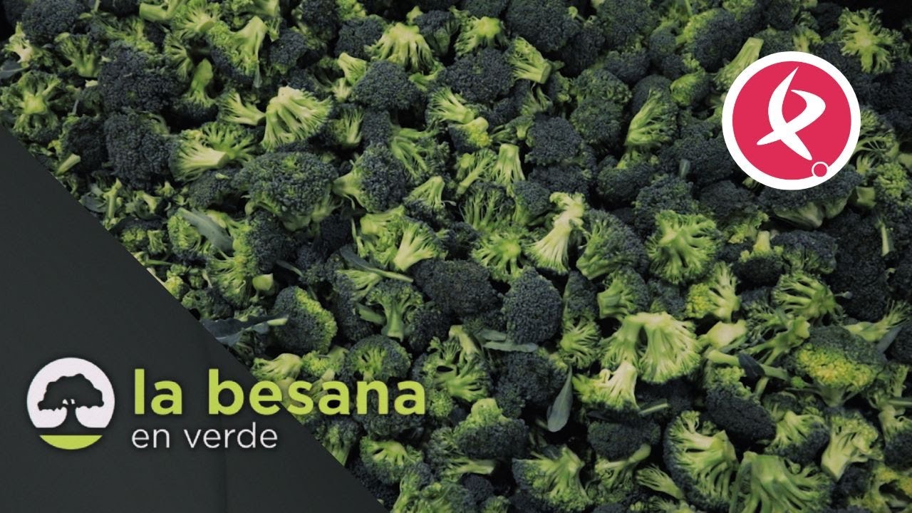 La lluvia afecta al brócoli | La besana en verde