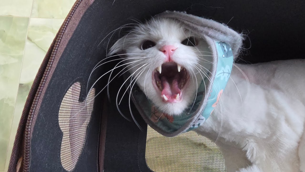 Зевс, острый глухой ангорский тигр с гетерохромией 🙀