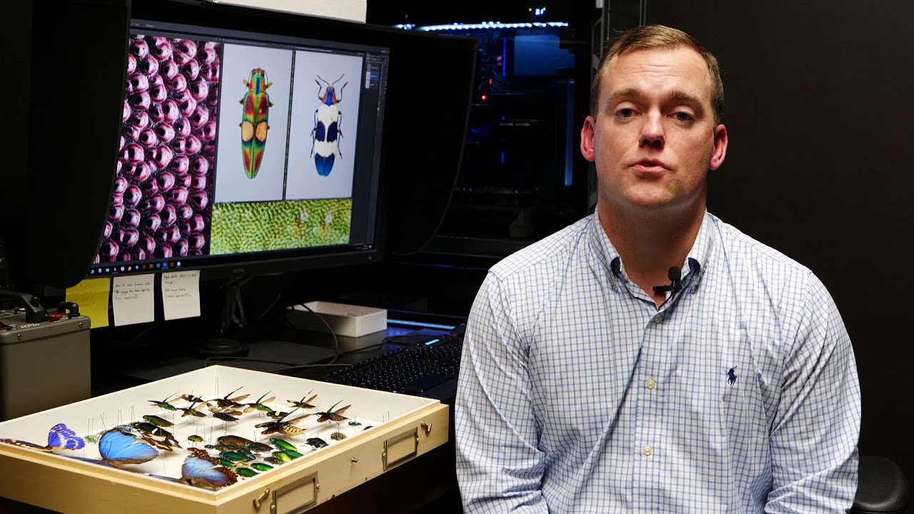 Nathan Lord: Understanding color in jewel beetles