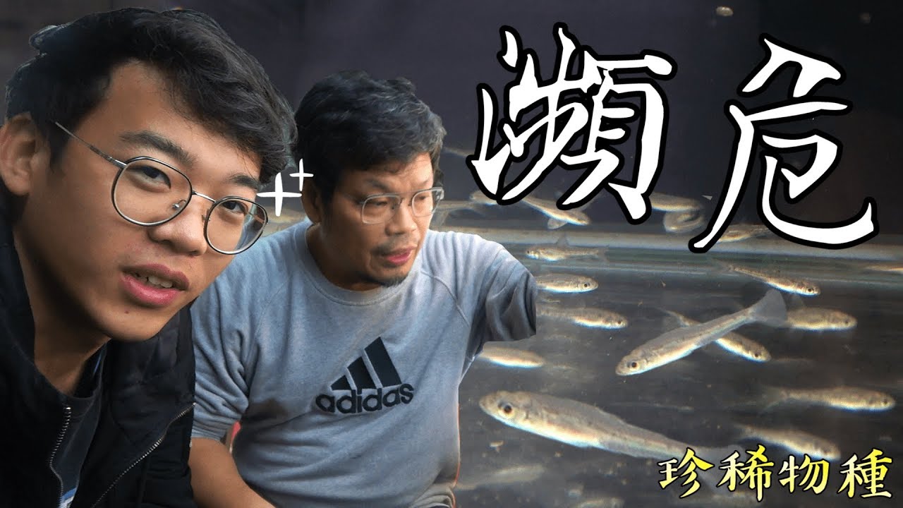 瀕臨滅絕的一級保育類！夢幻台灣原生魚種！【台灣大釣哥 特搜篇EP1】水生走廊之初