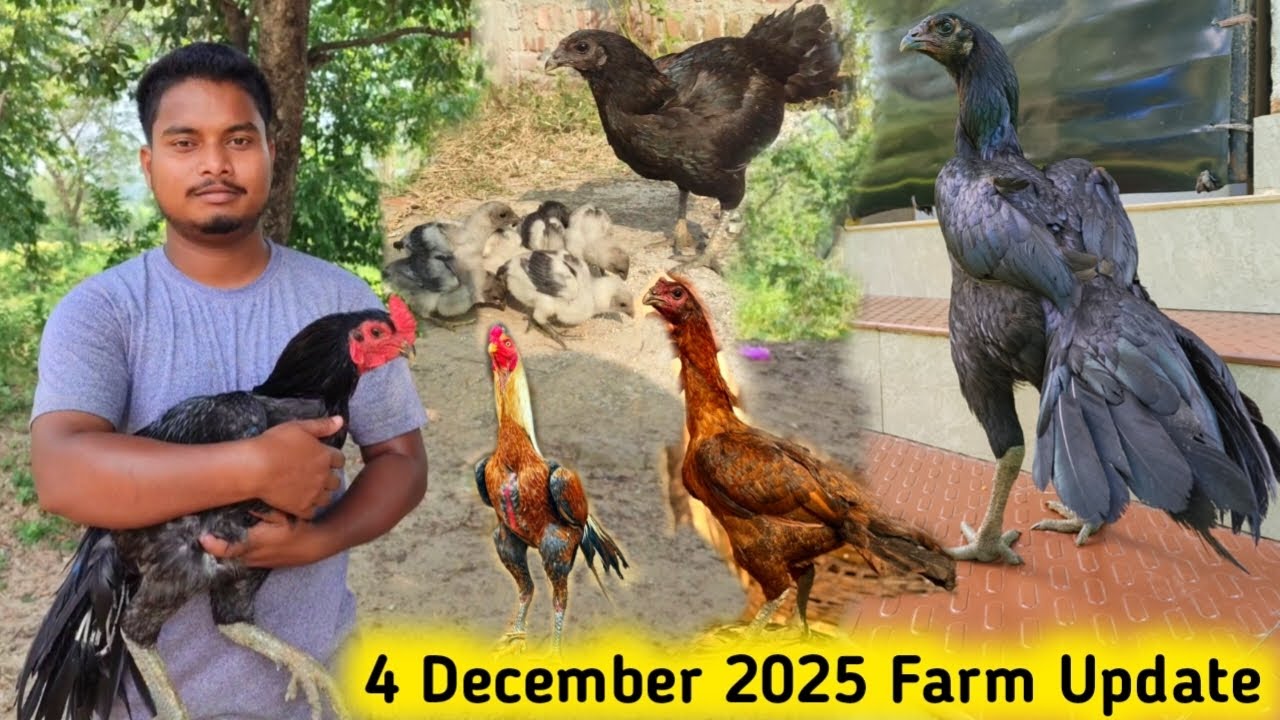 4 December 2025 Farm Update || Bundu High Flyer Or Black Skin Chicks || Online Murga Sale Ranchi