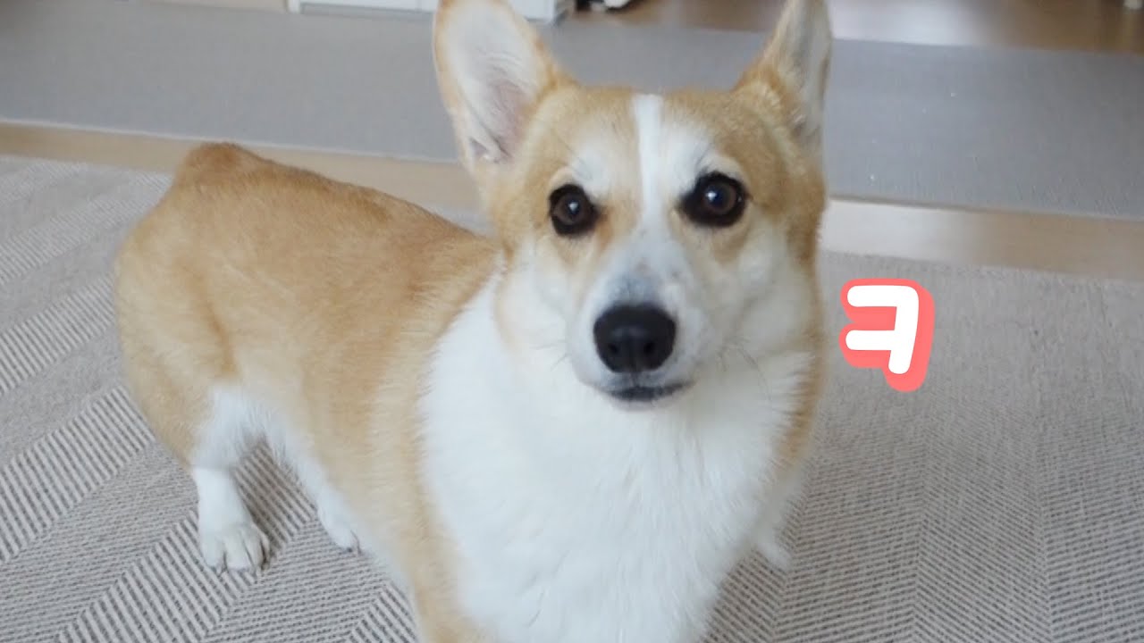 스스로 신상 장난감 포장 뜯고 노는 강아지ㅋㅋ