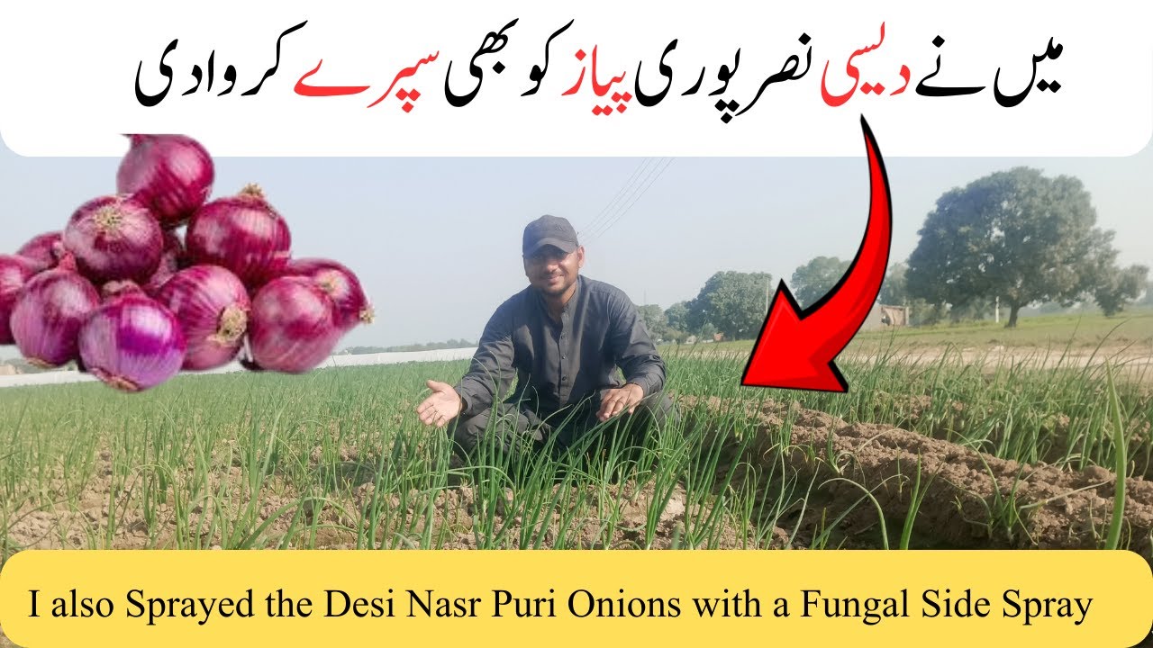 I also Sprayed the Desi Nasr Puri Onions with a Fungal Side Spray || Village Life in Punjab