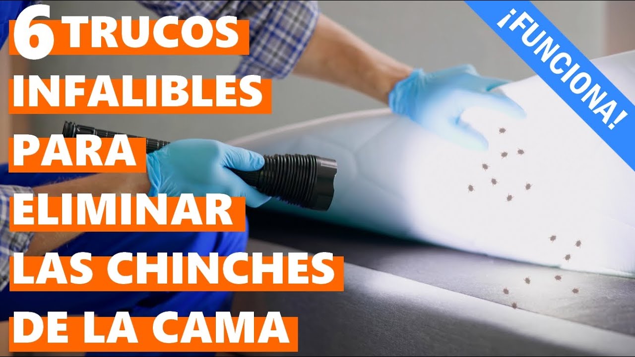 Cómo eliminar las chinches de la cama
