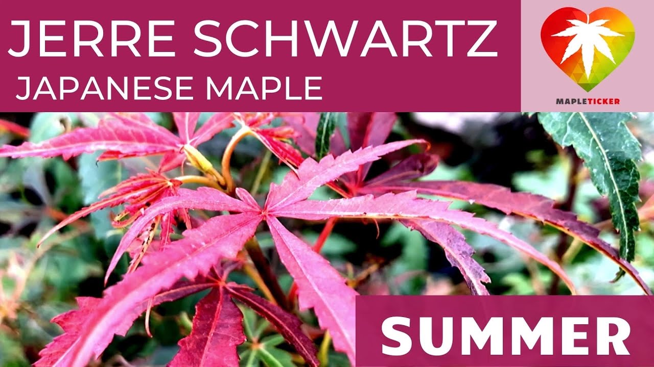 Jerre Schwartz Japanese maple