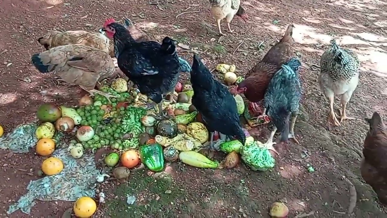 Hoje foi dia de buscar verduras no mercado paras nossas galinhas caipiras 🙏🐔😀... 