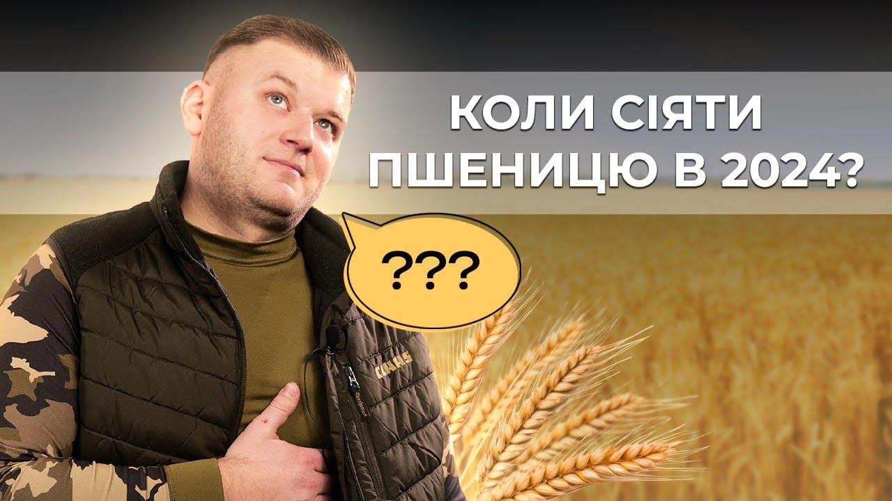 КОЛИ СІЯТИ ПШЕНИЦЮ В 2024? ПОПЕРЕДНИКИ, ЕКОНОМІКА, НАСІННЯ, ПРОТРУЙНИКИ, ТЕПЛО, ЧАС