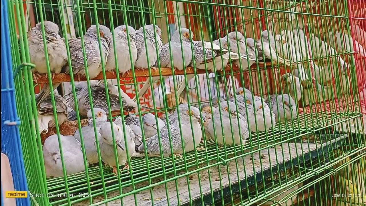 Australian dub  অস্ট্রেলিয়ান ঘুঘু দেখতে অসাধারণ #ঘুঘু #Australiandub 