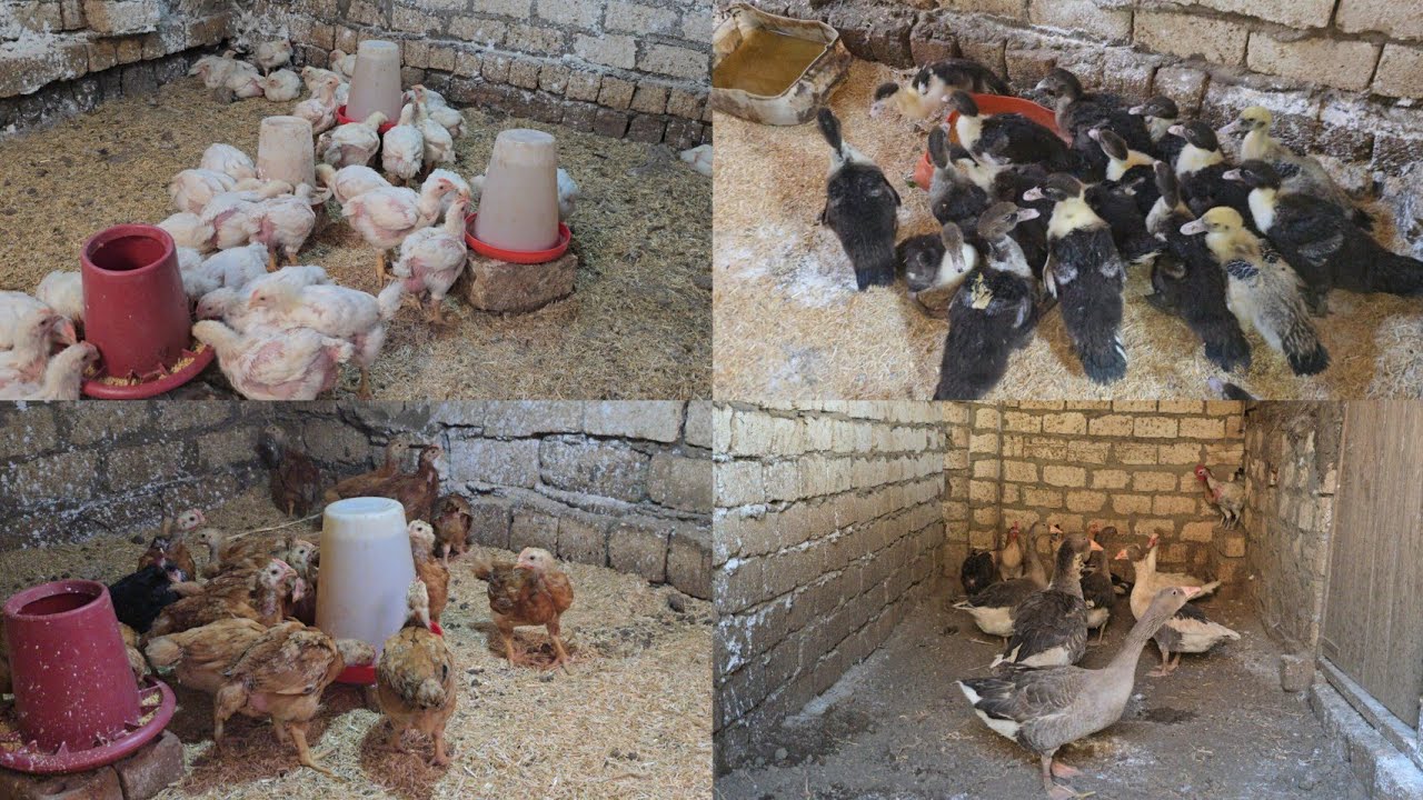 تربية الطيور دى صنعه 🐔وزن الفرخه وصل 2 ونصف كليو فى 25 يوم👍