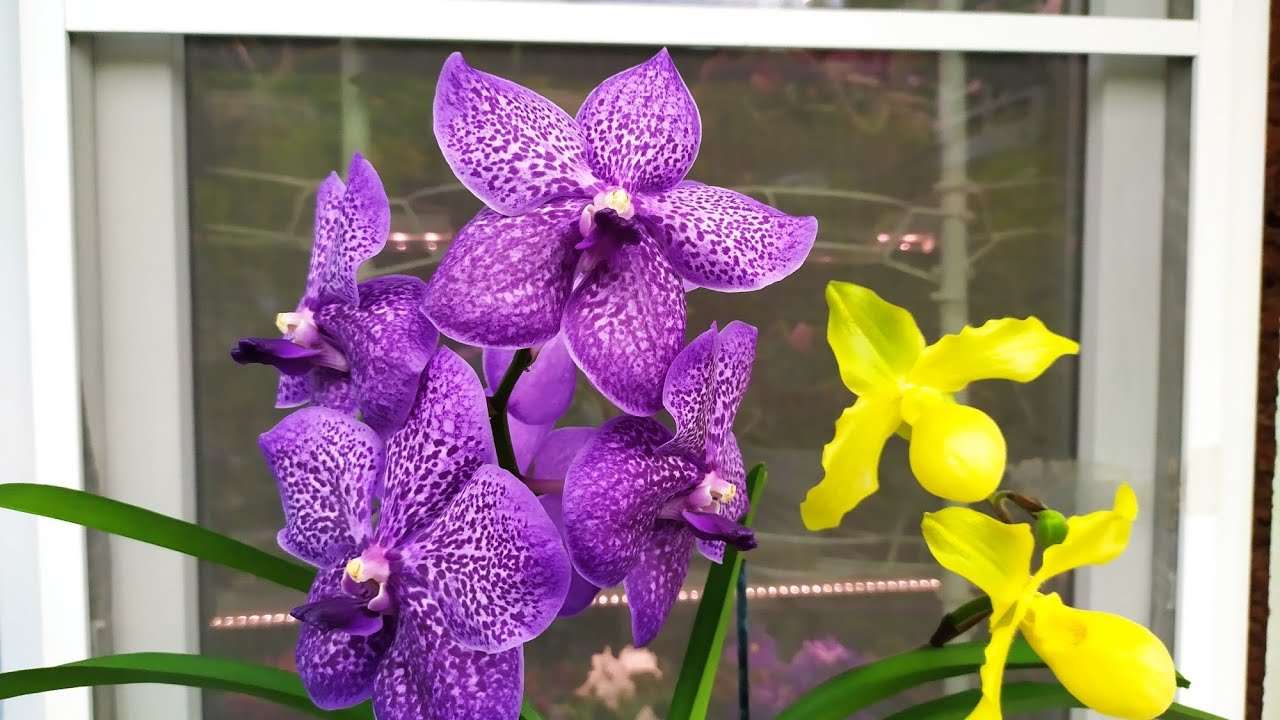 Домашние цветение орхидей. Дендробиум anosmum, фаленопсис Ever Spring Prince Star и другие орхидеи.