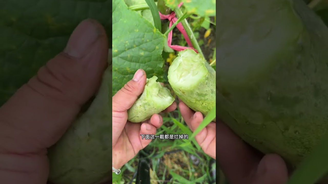 我们这边天天下雨地里都淹水了。直接都可以插秧了。我种的黄瓜也是因为下雨多了要噶了。天菩萨我家狗也是不见了。一天弄得人好糟心#记录真实生活 #用抖音记录农村真实生活