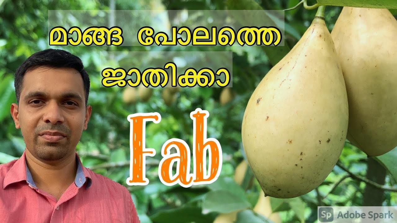 Fab Nutmeg#Jathi krishi#Good quality nutmeg #Nutmeg farming Kerala#Nirappel nursery #Nutmeg kerala